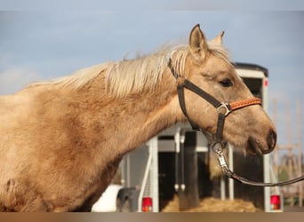 Connemara Croisé, Étalon, 1 Année, 148 cm, Palomino