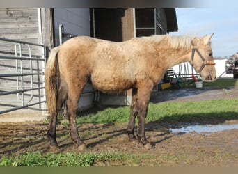 Connemara Croisé, Étalon, 1 Année, 148 cm, Palomino