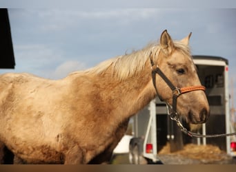 Connemara Croisé, Étalon, 1 Année, 148 cm, Palomino