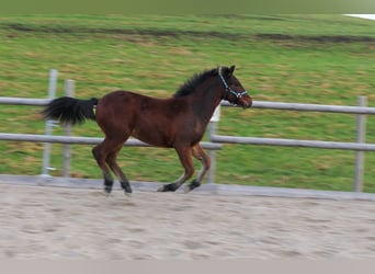 Connemara, Étalon, 1 Année, Bai