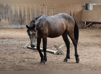 Connemara, Étalon, 2 Ans, 148 cm, Peut devenir gris