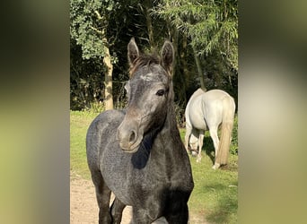 Connemara, Étalon, 2 Ans, Gris pommelé