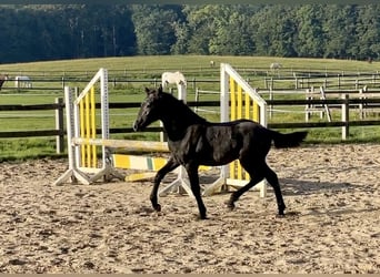 Connemara, Étalon, 2 Ans, Gris pommelé