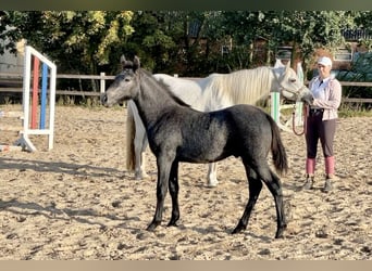 Connemara, Étalon, 2 Ans, Gris pommelé