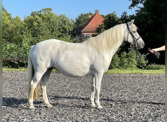 Connemara, Étalon, 2 Ans, Gris pommelé