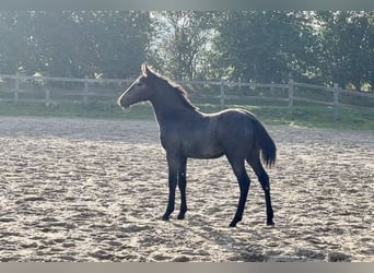 Connemara, Étalon, 2 Ans, Gris pommelé