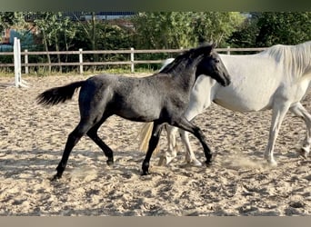 Connemara, Étalon, 2 Ans, Gris pommelé