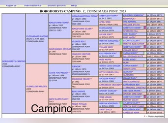 Connemara, Étalon, 2 Ans, Gris pommelé