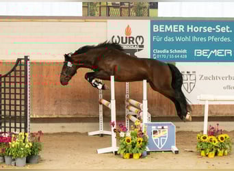 Connemara, Étalon, 3 Ans, 146 cm, Bai