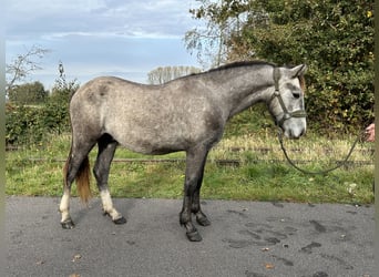 Connemara, Étalon, 3 Ans, Gris (bai-dun)