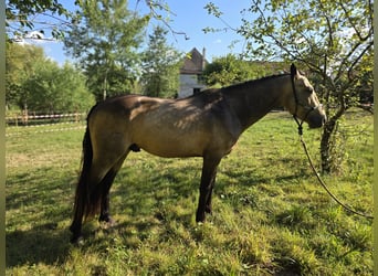 Connemara, Étalon, 4 Ans, 147 cm, Buckskin