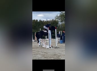 Connemara, Étalon, 5 Ans, 139 cm, Isabelle
