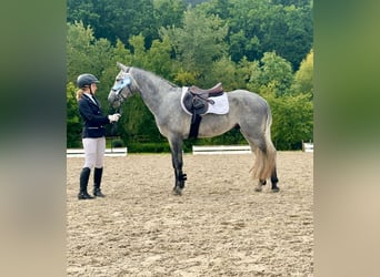 Connemara, Étalon, 5 Ans, 147 cm, Gris noir