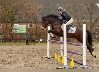 Connemara, Étalon, 6 Ans, 145 cm, Bai