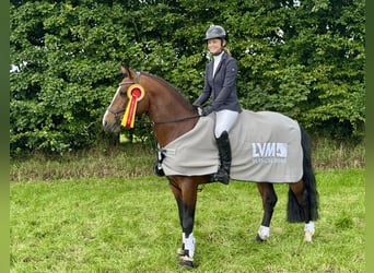 Connemara, Étalon, 6 Ans, 145 cm, Bai