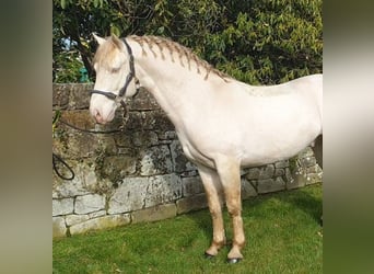 Connemara, Étalon, 8 Ans, 148 cm, Perlino