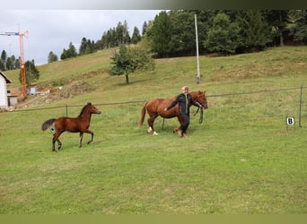 Connemara, Étalon, Poulain (05/2024), 145 cm, Bai