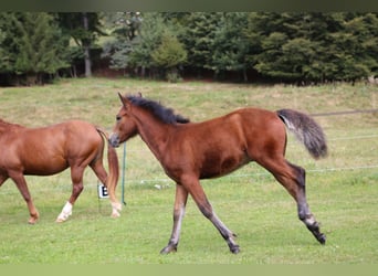 Connemara, Étalon, Poulain (05/2024), 145 cm, Bai