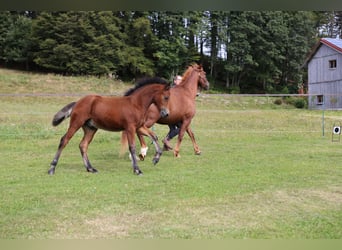 Connemara, Étalon, Poulain (05/2024), 145 cm, Bai