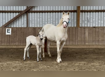 Connemara, Étalon, Poulain (05/2025), 148 cm, Isabelle