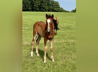 Connemara, Étalon, Poulain (05/2025), Bai clair