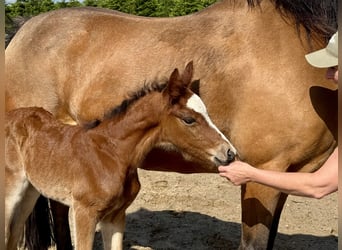 Connemara, Étalon, Poulain (05/2025), Bai clair
