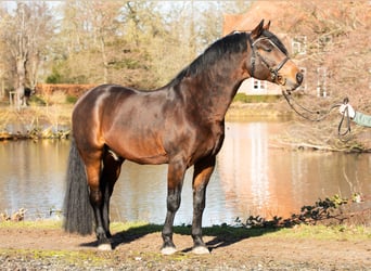 Connemara, Étalon, Poulain (05/2025), Bai clair