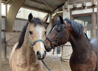 Connemara, Étalon, Poulain (05/2025), Bai clair