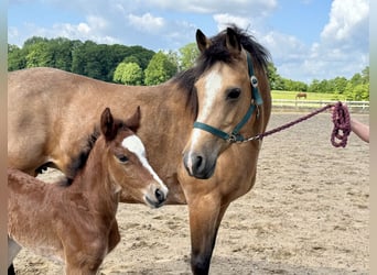 Connemara, Étalon, Poulain (05/2025), Bai clair