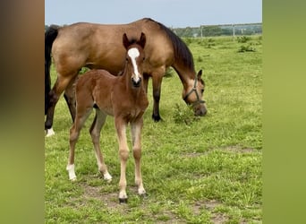 Connemara, Étalon, Poulain (05/2025), Bai clair