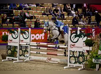 Connemara, Gelding, 10 years, 13.3 hh, Gray
