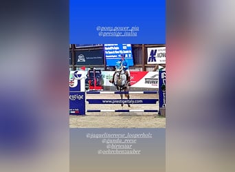 Connemara, Gelding, 10 years, 13.3 hh, Gray