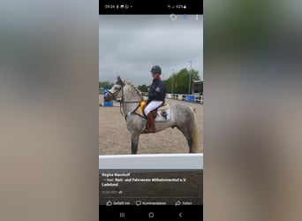 Connemara, Gelding, 10 years, 13.3 hh, Gray