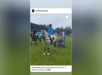 Connemara, Gelding, 10 years, 13.3 hh, Gray