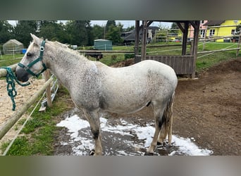 Connemara Mix, Gelding, 10 years, 13 hh, Grey