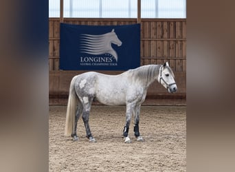 Connemara, Gelding, 10 years, 14.1 hh, Grey