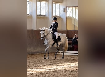 Connemara, Gelding, 10 years, 14.1 hh, Grey