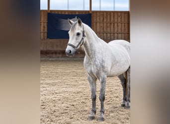 Connemara, Gelding, 10 years, 14.1 hh, Grey