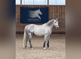 Connemara, Gelding, 10 years, 14.1 hh, Grey