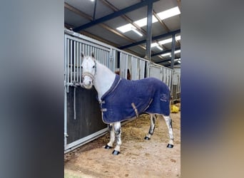 Connemara, Gelding, 10 years, 14.1 hh