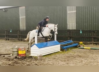Connemara, Gelding, 10 years, 14.1 hh