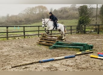 Connemara, Gelding, 10 years, 14.1 hh