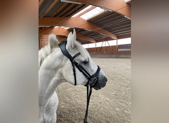 Connemara, Gelding, 10 years, 14,3 hh, Gray-Fleabitten