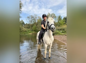 Connemara, Gelding, 10 years, 14,3 hh, Gray-Fleabitten