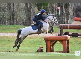 Connemara, Gelding, 10 years, 14 hh, Gray-Fleabitten