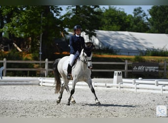 Connemara, Gelding, 10 years, 14 hh, Gray-Fleabitten