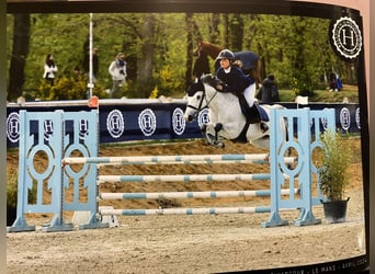 Connemara, Gelding, 10 years, 14 hh, Gray-Fleabitten