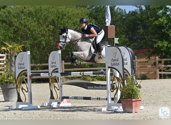 Connemara, Gelding, 10 years, 14 hh, Gray-Fleabitten