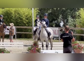 Connemara, Gelding, 10 years, 14 hh, Gray-Fleabitten