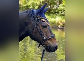 Connemara, Gelding, 10 years, 14,3 hh, Brown